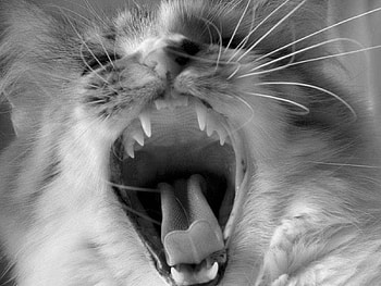 Meat, wall, cat HD wallpaper