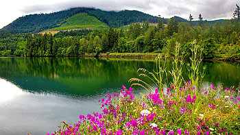Mountain river in the summer, river, hills, beautiful, mountain, tranquil, serenity, lake, summer, wildflowers, reflection, green, view, trees, forest, water HD wallpaper