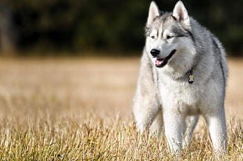 Dog, sweet, animal, dogs, cute, beautiful, puppys, puppy, pretty, animals, lovely HD wallpaper