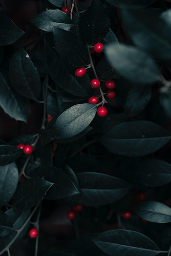 Leaves, Berries, Macro, Branches HD phone wallpaper
