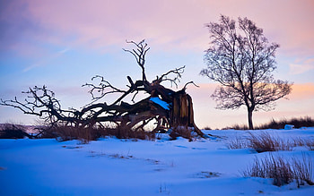 Nature, Snow, Wood, Tree, Branches, Branch, Driftwood HD wallpaper