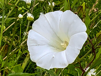 Floare de volbura, gem, ger, aer, cer HD wallpaper