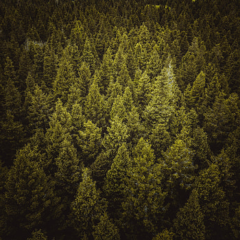 Nature, Trees, Forest, Spruce, Fir HD phone wallpaper