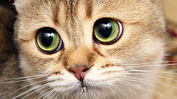 Animals, Cats HD wallpaper