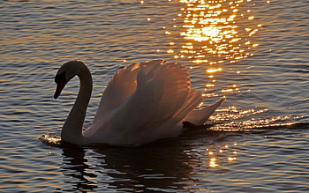 Swan , Swan , Swan , Swan HD wallpaper