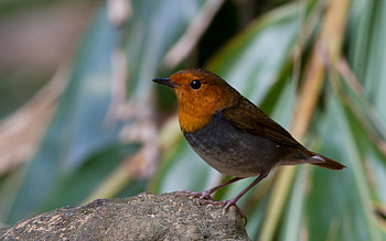 Animals, Rock, Bird, Greens, Stone, Plumage HD wallpaper