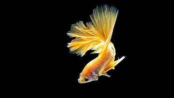 Goldfish, High-definition , Posted by Michelle Thompson, Aquatic beauty HD wallpaper