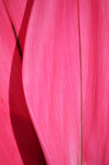 Close-up of a vivid pink tropical leaf, creating an artistic and abstract design. HD phone wallpaper