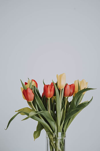 Elegant bouquet of red and yellow tulips in a glass vase on a white background. HD phone wallpaper