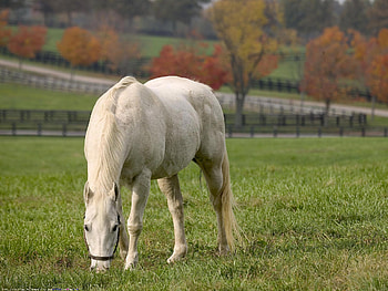 Horse eating grass, animal, desert, run, horse HD wallpaper