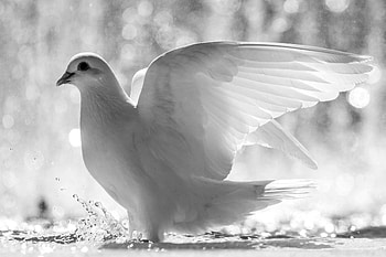 Monochrome, Pigeons HD wallpaper