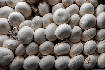 Mushroom background , stock , High-resolution quality, Perfect for design projects HD wallpaper