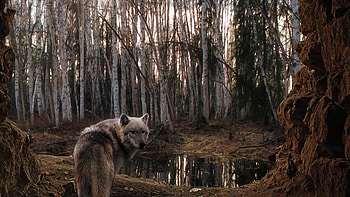 wolf, forest, trees, rain HD wallpaper