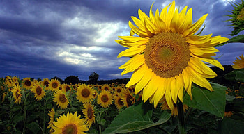 Flowers, Sunflowers, Sky, Clouds, Summer, Field HD wallpaper