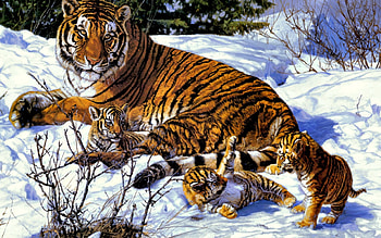 Animals, Tigers HD wallpaper