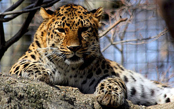 Animals, Leopards HD wallpaper