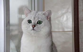 Animals, Cat, Muzzle, Sight, Opinion, Astonishment, Surprise HD wallpaper