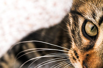 Animals, Cat, Muzzle, Eye HD wallpaper