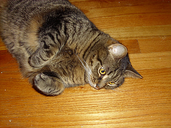 Princess Shinobe, relaxing, stripey, tabby, cat HD wallpaper