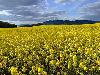 Field of Yellow, sky, plants, field, yellow HD wallpaper