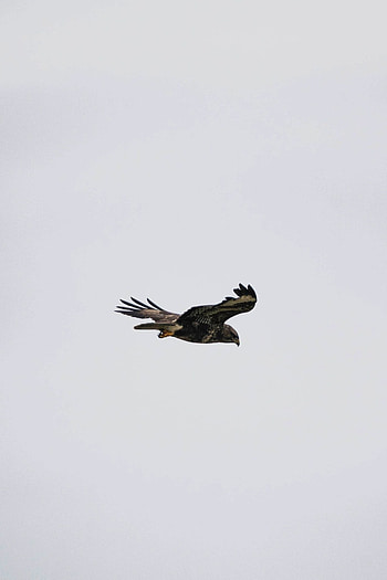 Buzzard (Animal), stock , Impressive bird graphy, High-resolution HD phone wallpaper