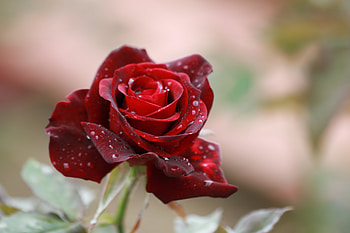 Flowers, Drops, Rose Flower, Rose, Bud, Close-Up HD wallpaper