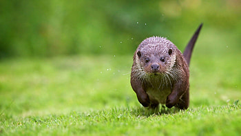 otter , Stunning wildlife portraits, Nature's acrobats, Admire their agility HD wallpaper