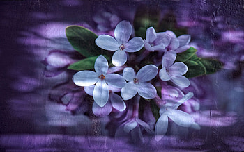 Background, Lilac, Reflection, Macro, Petals HD wallpaper