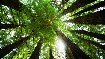 Landscape, Nature, Trees HD wallpaper
