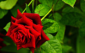 ROSE, PETALS, LEAVES, NATURE, COLORS HD wallpaper