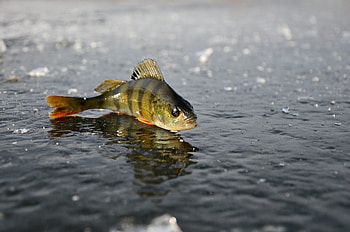 Animals, Winter, Ice, Reflection, Fishing, Perch HD wallpaper
