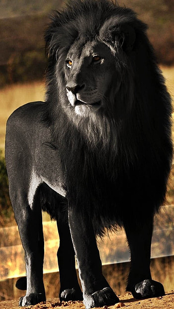Black Lion, Wild Animal HD phone wallpaper