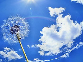 Plants, Landscape, Sky, Dandelions HD wallpaper