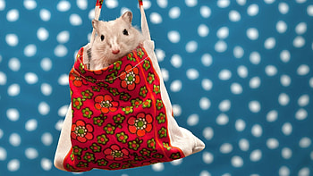 Animals, Flowers, Muzzle, Bag, Sack, Gerbil HD wallpaper