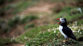 Animals, Grass, Bird, Beak, Dead End, Cul-De-Sac, Atlantic HD wallpaper