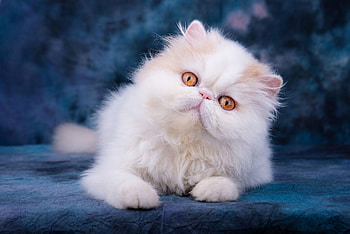 Persian Cat, Cat, Fabric, Animal, Look HD wallpaper
