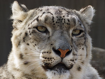 I See You, fur, gray, animals, cats, male, bobcat HD wallpaper