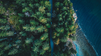 Green trees, spring, aerial view HD wallpaper