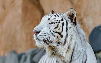 White tiger looking in the distance, big cats, White, wild, tiger HD wallpaper
