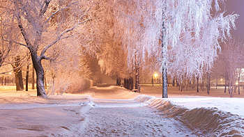Winter night, Park, Winter, Snow, Trees, Light HD wallpaper