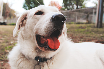 Animals, Dog, Muzzle, Protruding Tongue, Tongue Stuck Out HD wallpaper