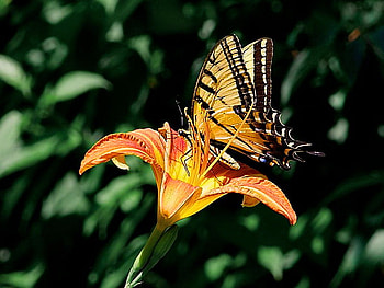 Wings on a lily, butterfly, swallowtail, yellow and black, orange, lily HD wallpaper