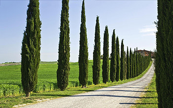 Cypress Tree, Cypress tree HD wallpaper