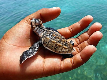 Little Turtle, turtle, cute, , little HD wallpaper