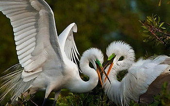 Two Herons Fighting, wings, white, herons, feathers, jack, wood, animals, trees, forest HD wallpaper