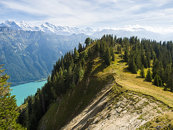 Nature, Mountains, Lake, Branches, Fir, Spruce, Slope HD wallpaper