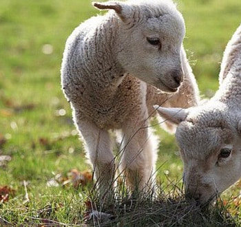 Cute Lambs, animals, cool, cute, lambs, nature, sheeps HD wallpaper