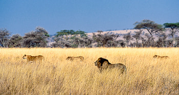 Lion Field , lion, animals, field HD wallpaper