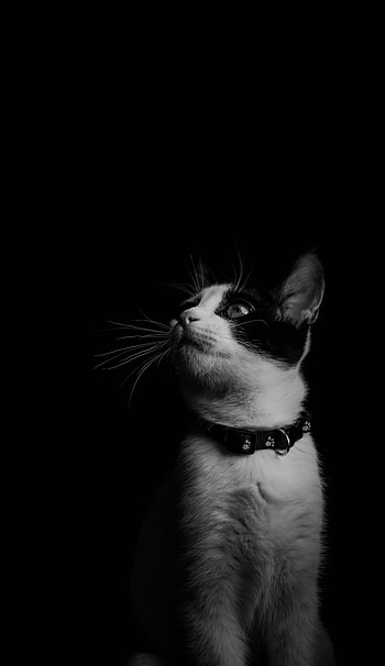 Animals, Cat, Kitty, Kitten, Bw, Chb, Collar HD phone wallpaper