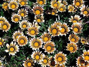 Flowers, Chrysanthemum, Bright, Striped, Flower Bed, Flowerbed HD wallpaper